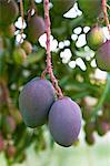 Fruits sur un manguier (Afrique du Sud)