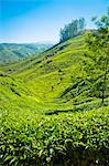 Une plantation de thé de Munnar, Kerala, Inde