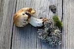 Un champignon frais porccini sur une surface en bois