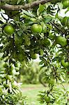 Pommes Granny Smith sur une branche dans un pommier