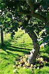 Windfalls under an apple tree