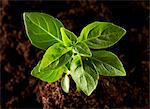 A basil plant growing out of a pile of soil