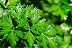 Fresh parsley sprayed with water