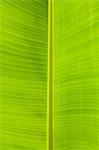 Close up of banana leaf