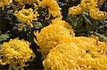 Chrysanthème, marché aux fleurs, Hong Kong