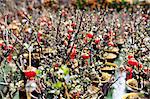 Peach flowers, flower market, Hong Kong