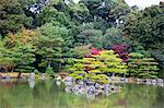 Autumn colours in garden of Kinkakuji, Kyoto, Japan
