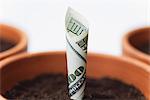 One-hundred dollar bill planted in flower pot