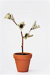One-hundered dollar bills growing on potted tree