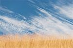 Wispy cirrus clouds over wheatfield