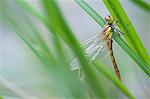 Dragonfly perching on blade of grass