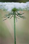 Dew drops on Queen Anne's lace flower