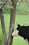 Vache à côté des arbres en pâturage
