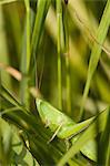 Grasshopper feeding on grass