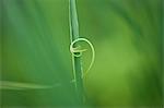 Tendril coiling around blade of grass