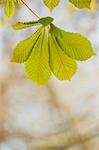 Chestnut leaves