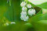 Lily of the valley flowers