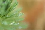 Dew drops on parrotfeather plant (Myriophyllum aquaticum)