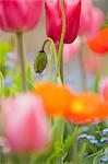 Poppies blooming