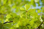 Chestnut tree foliage