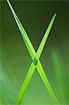 Blades of grass crossed in "x" shape