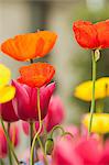 Coquelicots et tulipes en fleurs