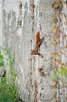 Eichhörnchen Klettern an Wand