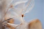 Physalis husks