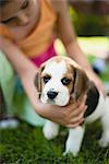 Mädchen Petting Beagle Welpen