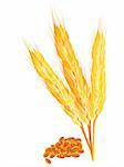 abstract wheat ears with ripel vector illustration