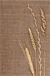 Abstract design of dried grass types with ears of wheat, corn, timothy, and rye on hessian background.