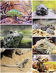 pictures of reptiles and amphibians in terrariums