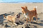 portrait of a cute purebred  chihuahuas on the beach