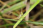 grasshopper in the nature