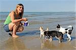 portrait of a cute purebred  chihuahuas and young woman on the beach