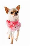 portrait of a cute purebred  puppy chihuahua in front of white background