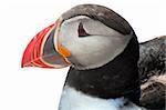 Detailed portrait of the puffin (Fratercula arctica) against a white background. West Fjords in the Iceland