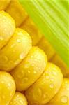 Grains of Ripe Corn with Water Droplets  and  Green Leaf/ Extreme Macro / Yellow background