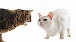 picture of two cats in a conflict in front of a white background