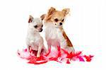portrait of a cute purebred  chihuahuas with pink feather  in front of white background