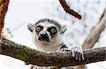 Closeup on the head of the Ring-tailed lemur