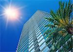 Palm Tree and Office Building under the sun