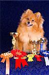 Pomeranian dog the winner of the exhibition