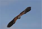 Kestrel in flight