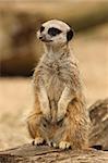 Portrait of a young Meerkat