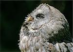 Portrait of a Westrn Screech Owl