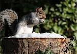 Grey Squirrel searching for food in winter