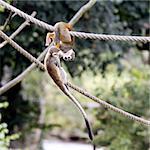 Young Common Squirrel Monkeys playing on ropes
