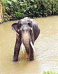 The Indian elephant standing in the river, Sri Lanka