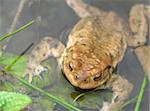 detail of a common toad resting in a pond